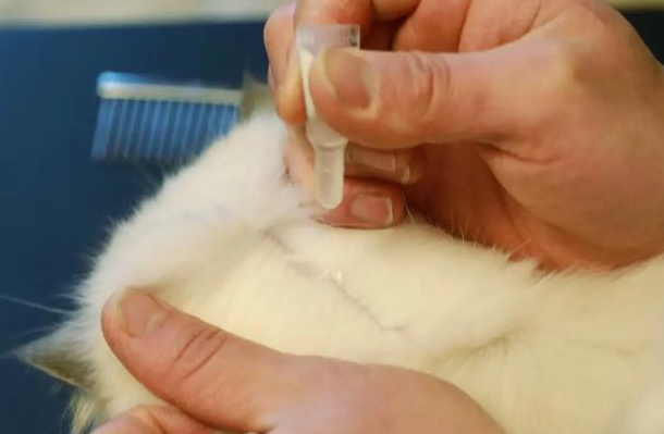 猫体外驱虫怎么驱虫