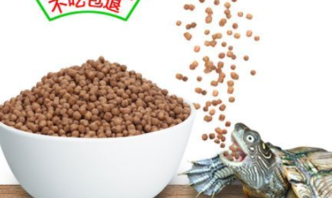 哪几种龟是可以吃的龟粮 哪几种龟是可以吃的龟粮