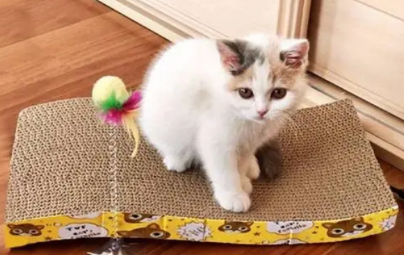 猫抓板是必要的吗 猫抓板是必要的吗