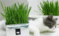 猫草就是麦子吗