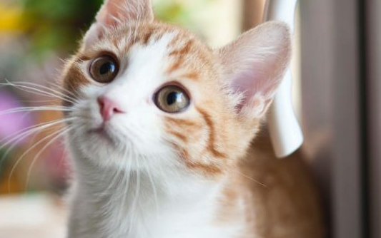 猫总吐怎么回事？大致有四种情况