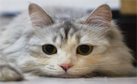 养宠小知识：猫为什么经常喜欢抓树？