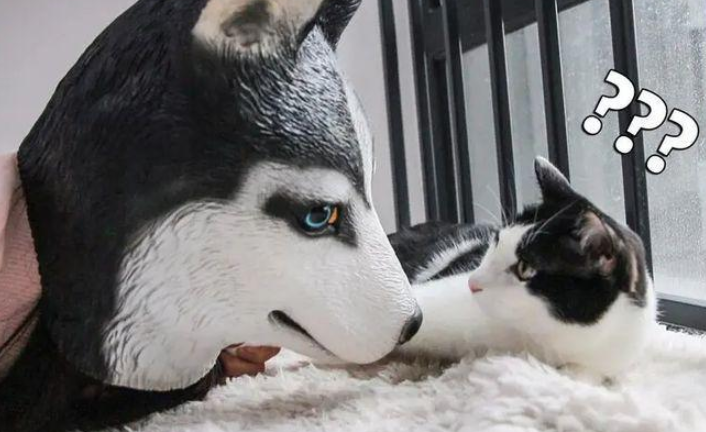 自从养了奶牛猫,我患上了“恐猫症” 自从养了奶牛猫,我患上了“恐猫症”