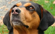 你们说，黑褐猎浣熊犬吃什么水果？