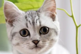 公猫会认识自己的孩子吗？饲主来看看吧