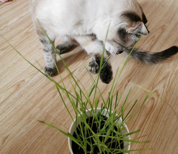 猫草冬天怎么种
