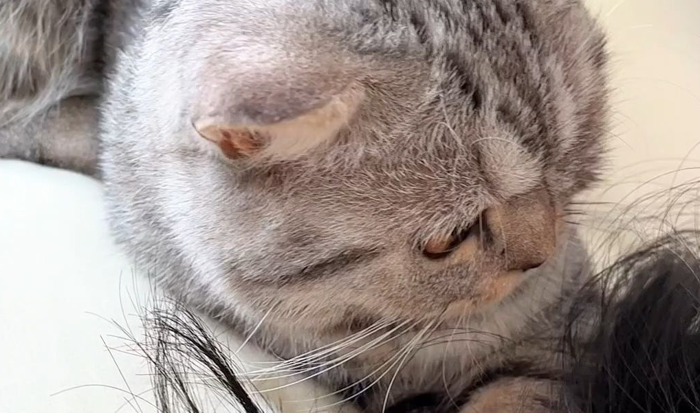猫咪为何喜欢咬人头发?主人要及时改正! 猫咪为何喜欢咬人头发?主人要及时改正!