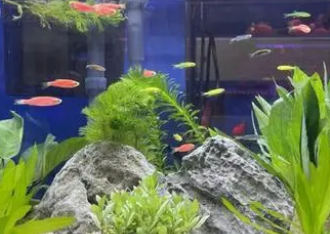 怎么让鱼缸水清澈