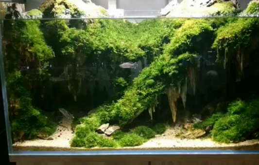 鱼缸里放啥水草好