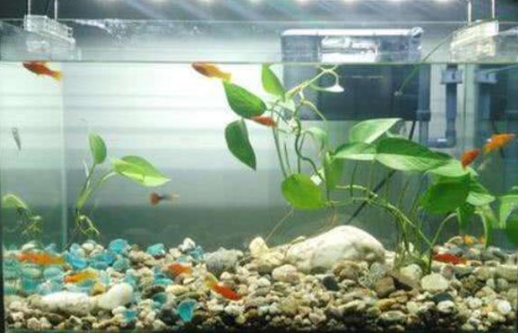 鱼缸用什么底砂能养水草