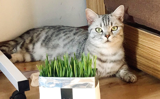 哪种猫草猫爱吃
