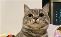 猫两岁了还能打疫苗吗?来get下吧