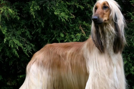 阿富汗猎犬的性格怎样？宠主可以了解一下！