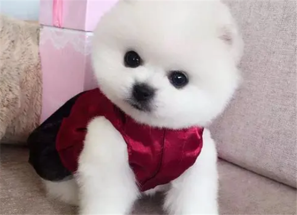 俊介狗多少钱一只？想买的看看本文就知道了