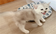 你们说,一般买几个月大的猫比较好?