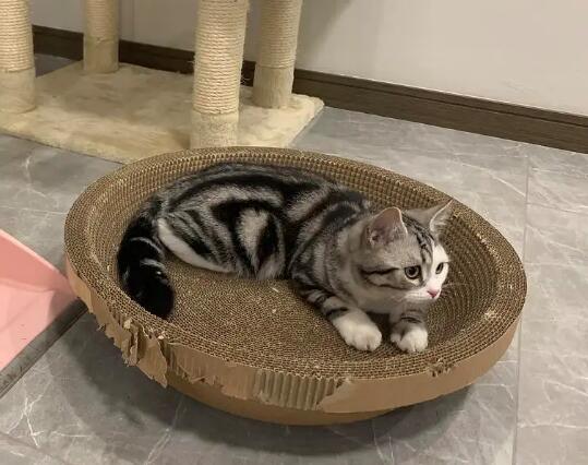 猫抓板一定要买吗