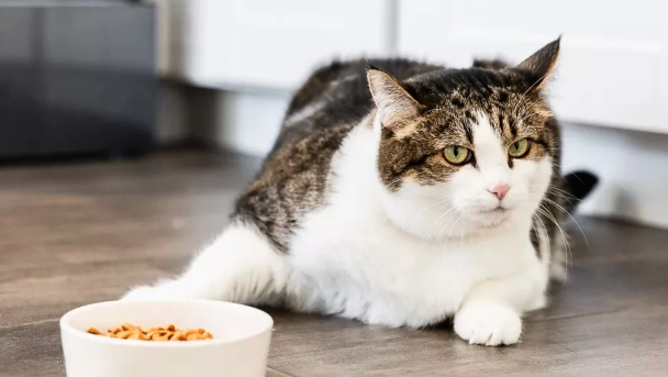 小猫不吃东西怎么办？这几招你得学一下