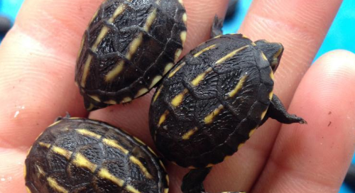 迷你麝香龟的寿命有多长？看完你就知道了