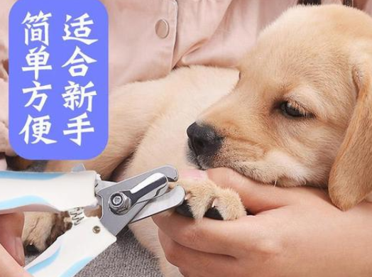狗狗指甲应该怎么剪