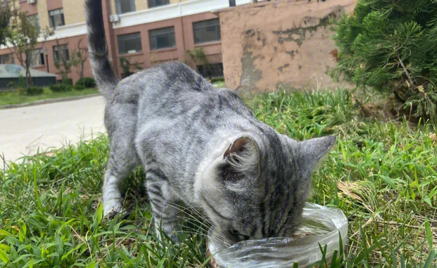 猫好几天没回家怎么办?这些方法可以试试 猫好几天没回家怎么办?这些方法可以试试