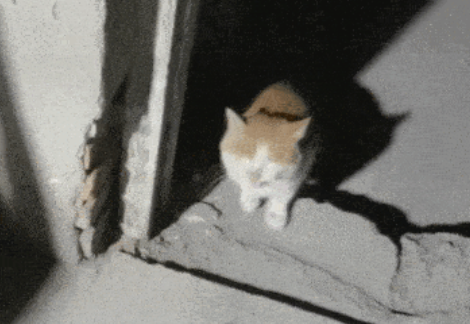2只流浪猫跑工地讨食,男子加热汤面投喂 2只流浪猫跑工地讨食,男子加热汤面投喂