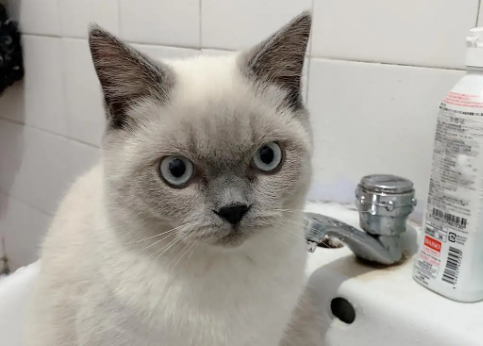 重点色短毛猫怎么养?来看看吧 重点色短毛猫怎么养?来看看吧