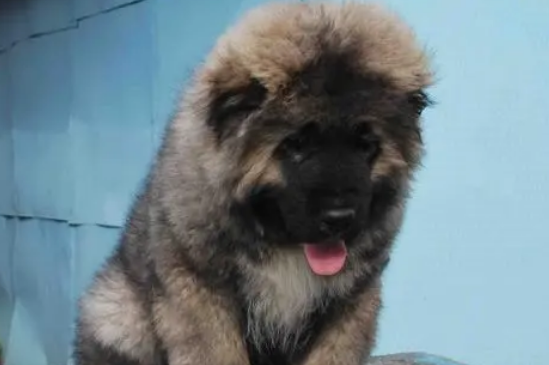 怎么治疗高加索犬螨虫病?小编来告诉你! 怎么治疗高加索犬螨虫病?小编来告诉你!