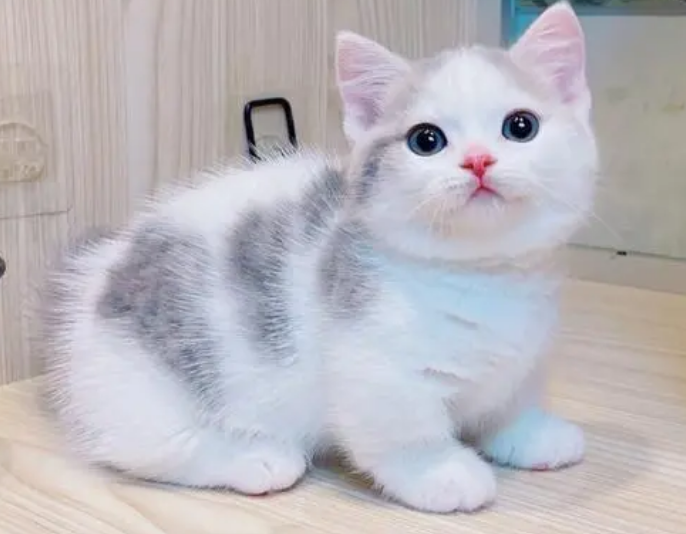 矮脚猫幼崽多少钱一只