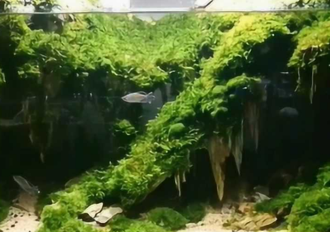 鱼缸里适合种什么水草