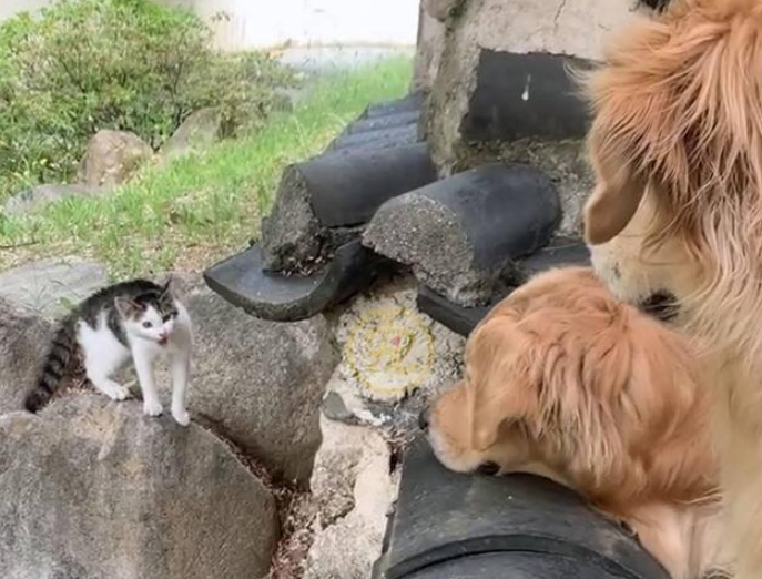 跟着好心人回家的流浪猫，看见宠物猫后满眼失落