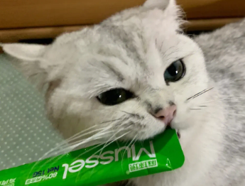 猫条怎么给猫吃