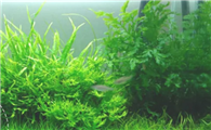 鱼缸水草怎么修剪