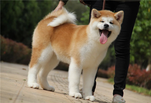 秋田犬分大型小型吗？看完你就知道了