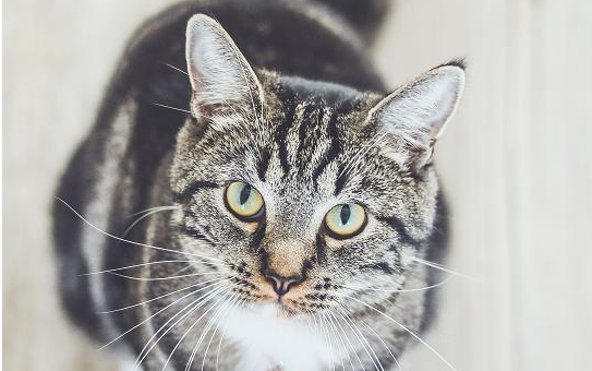 猫的牙齿特点,你了解过吗? 猫的牙齿特点,你了解过吗?