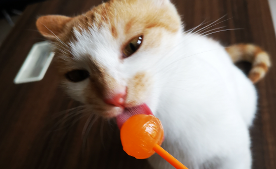 猫能吃糖吗?这些事项一定要注意