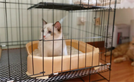 今日看点,新猫到家要不要关笼子?