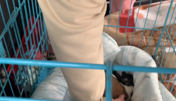 生小狗到子宫脱垂,好了之后反被抛弃! 生小狗到子宫脱垂,好了之后反被抛弃!