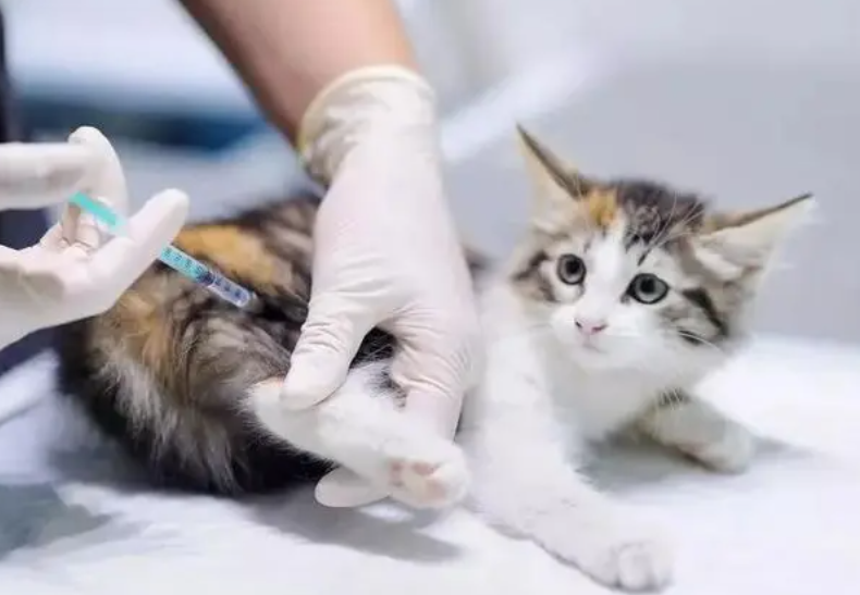 猫打疫苗期间可以洗澡吗？一文替你解答