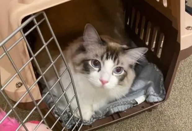 一文告诉你,猫可以怎么运输? 一文告诉你,猫可以怎么运输?