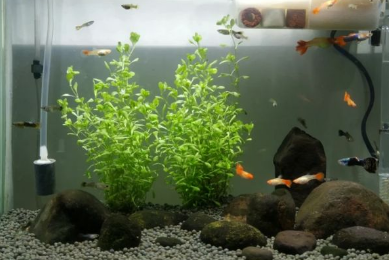鱼缸里面的水草有鱼需要加氧吗