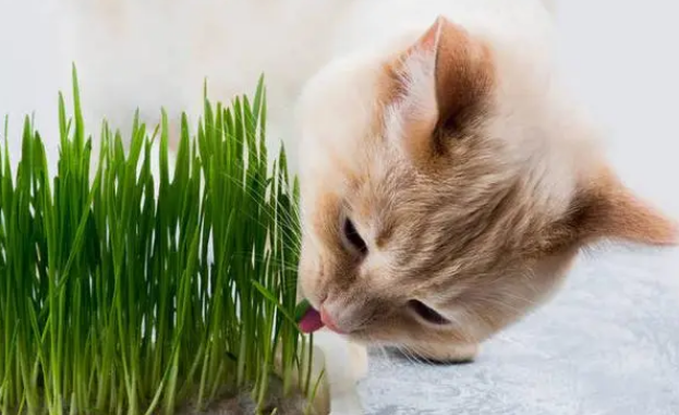 猫咪几个月喂猫草