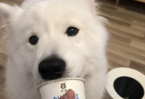 博美狗狗可以吃酸奶吗 博美狗狗可以吃酸奶吗