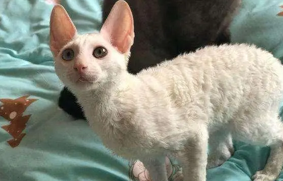 柯尼斯卷毛猫怕水怎么办?来这里看看吧 柯尼斯卷毛猫怕水怎么办?来这里看看吧