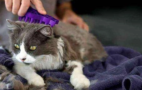 怎么突然猫掉毛厉害？可能是这个原因