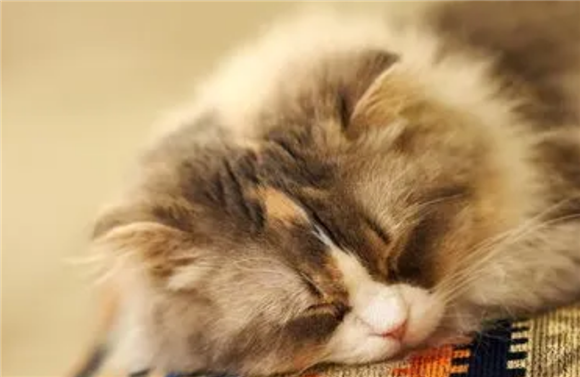 小猫有没有味觉？答案竟是这个