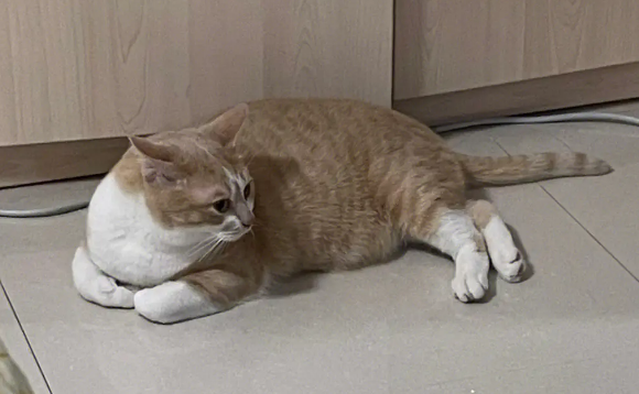 家里来猫老人要死