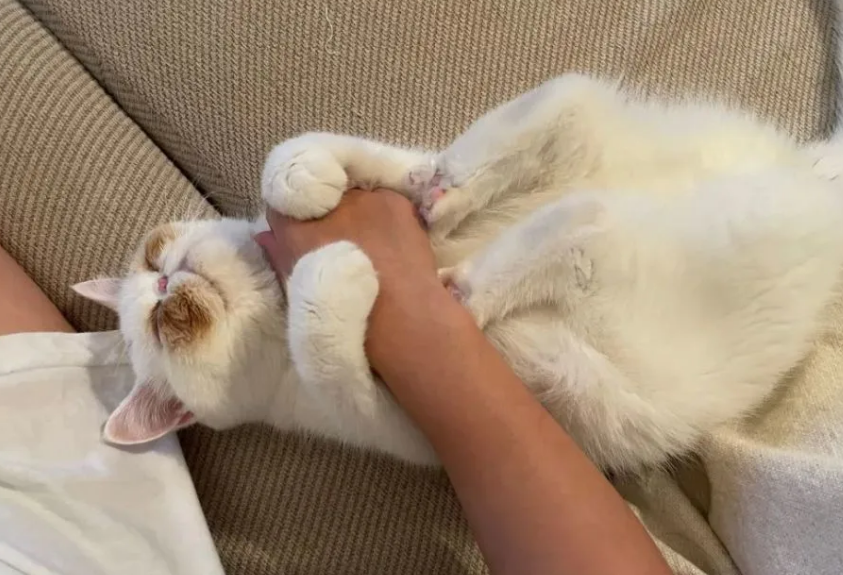猫主人做害羞的事猫能看懂吗