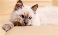 血统猫为什么贵？速速来get