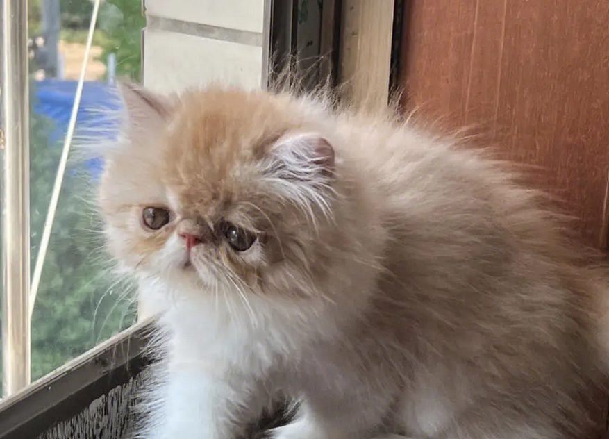加菲猫为什么这么贵,该如何选择呢? 加菲猫为什么这么贵,该如何选择呢?