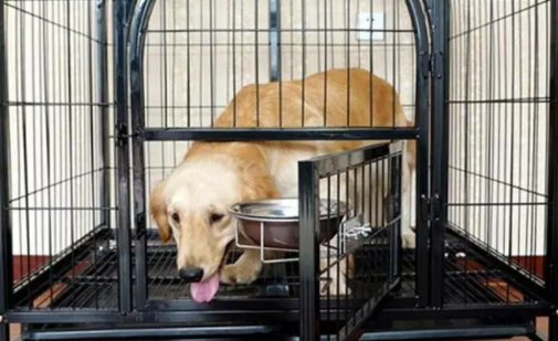 狗狗不愿意在笼子里一直叫怎么办?原因是这些…… 狗狗不愿意在笼子里一直叫怎么办?原因是这些……